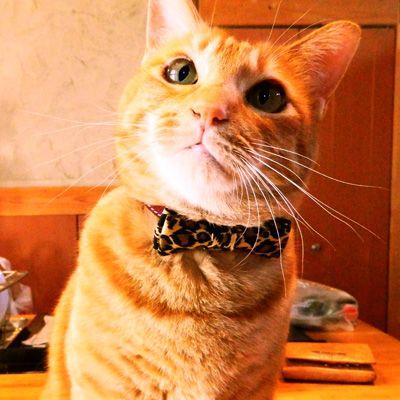 猫 首輪 安全バックル 蝶ネクタイ ハンドメイド TRIANGLE ANIMAL 004 |  | 05