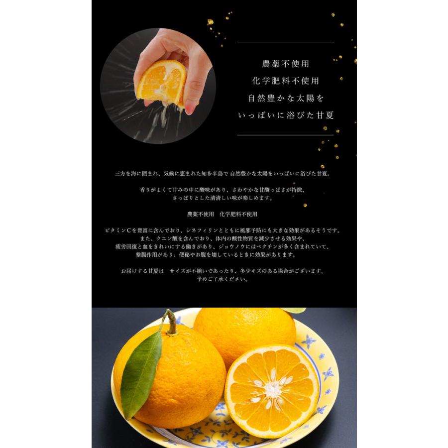 甘夏 みかん 国産 2kg 農薬不使用 化学肥料不使用 産地直送 知多 美浜町 愛知県 送料無料 Amanatu Chita 2 Culinary Art 通販 Yahoo ショッピング