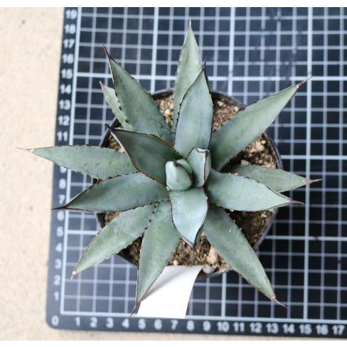 アガベ ブルーエンペラー(Agave cv. 'Blue Emperor アガベ ブルーエンペラー(Agave cv. 'Blue Emperor