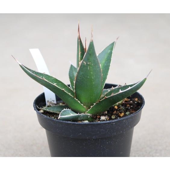 アガベ ジェスブレイティ(Agave Ghiesbreghtii ) : Cultivate Store