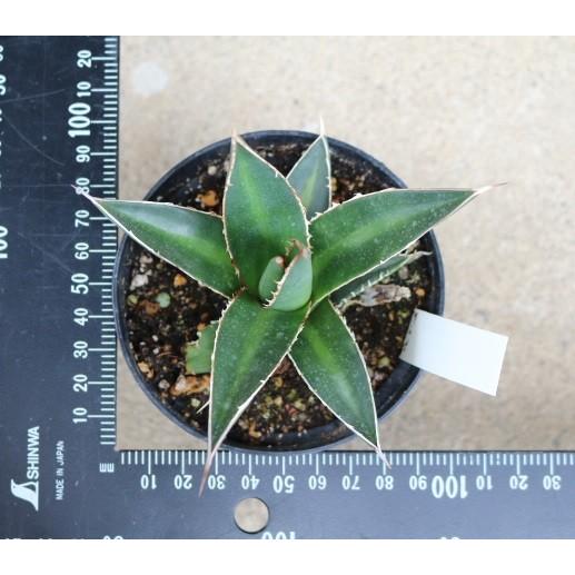 アガベ ジェスブレイティ(Agave Ghiesbreghtii ) : Cultivate アガベ ジェスブレイティ(Agave Ghiesbreghtii ) : Cultivate