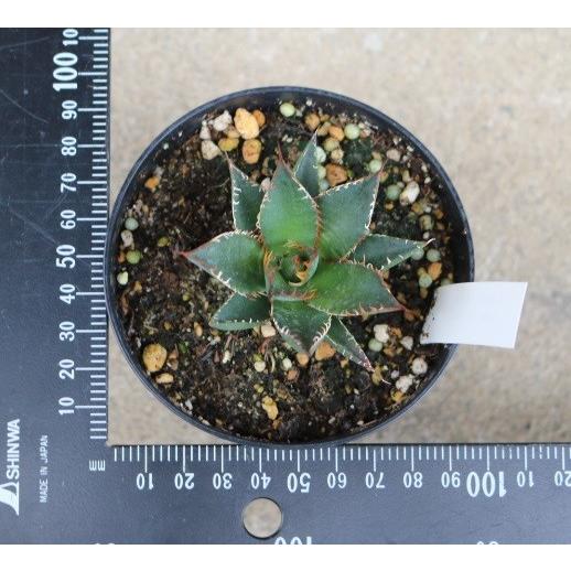 アガベ ホリダ(Agave horrida ) : Cultivate Store - 通販 - Yahoo