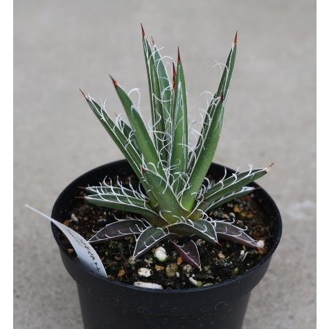 アガベ レロポルディー(Agave leopoldii) : Cultivate Store - 通販