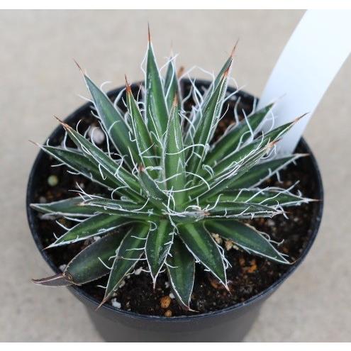 アガベ ムルチフィリフェラ(Agave multifilifera) : Cultivate Store
