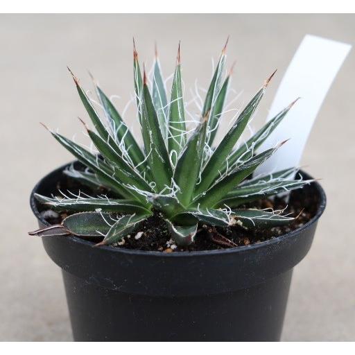 アガベ ムルチフィリフェラ(Agave multifilifera) : Cultivate Store