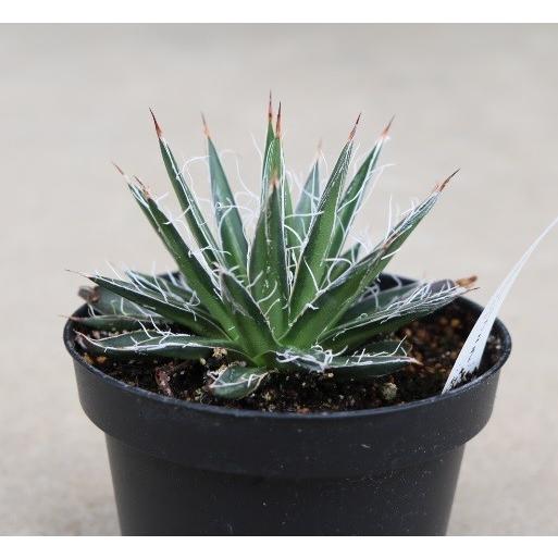 アガベ ムルチフィリフェラ(Agave multifilifera) : Cultivate Store