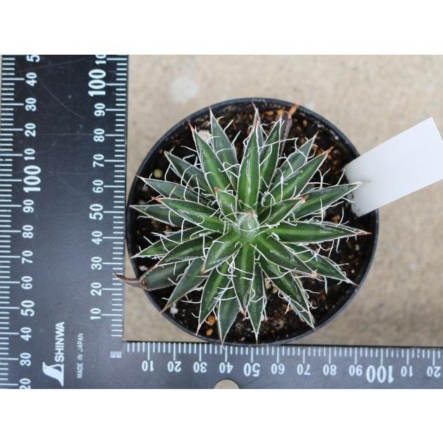 アガベ ムルチフィリフェラ(Agave multifilifera) : Cultivate Store