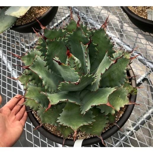 アガベ ポタトラム 'チェリースウィズル' (Agave potatorum