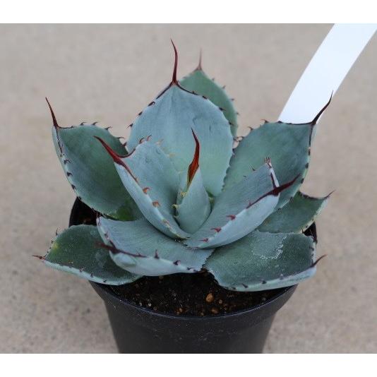 アガベ トルンカータ(Agave parryi var. Truncata ) : Cultivate Store