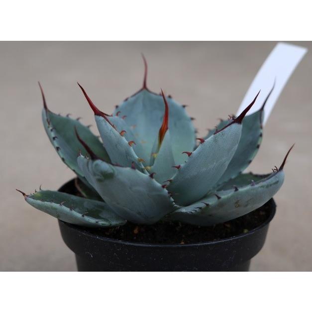 アガベ トルンカータ(Agave parryi var. Truncata ) : Cultivate Store