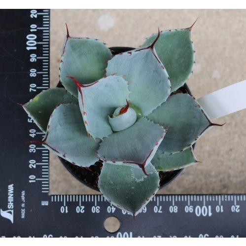 アガベ トルンカータ(Agave parryi var. Truncata ) : Cultivate Store