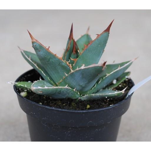 アガベ パープソラム(Agave purpusorum) : Cultivate Store - 通販
