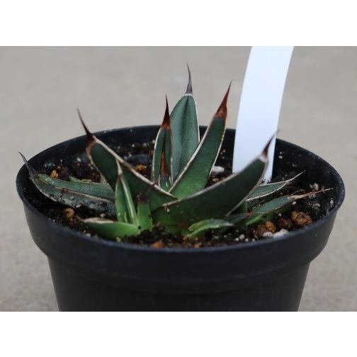 アガベ 笹吹雪(Agave victoriae-reginae v.ferdinandi-regis