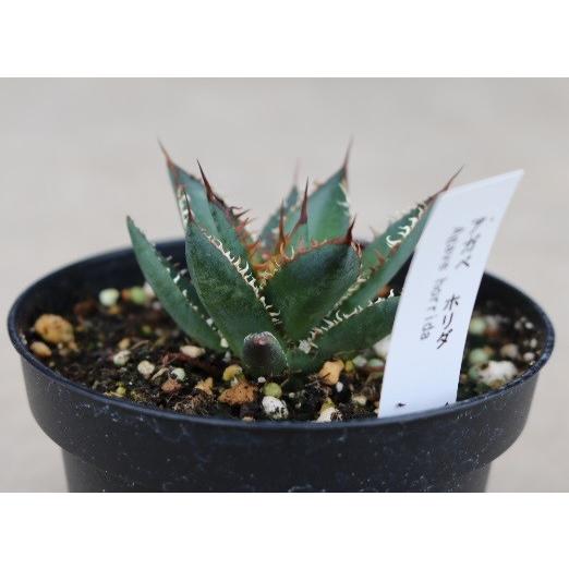 アガベ 笹吹雪(Agave victoriae-reginae v.ferdinandi-regis