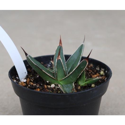 アガベ 笹吹雪(Agave victoriae-reginae v.ferdinandi-regis