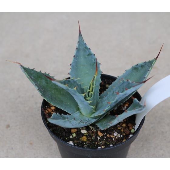 アガベ ワコマヒー(Agave wocomahi) : Cultivate Store - 通販 - Yahoo