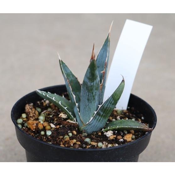 アガベ キシロナカンサ ヒルダゴ（Agave xylonacantha hildago
