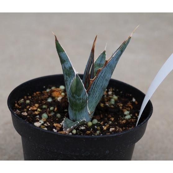 アガベ キシロナカンサ ヒルダゴ(Agave xylonacantha hildago アガベ キシロナカンサ ヒルダゴ(Agave xylonacantha hildago