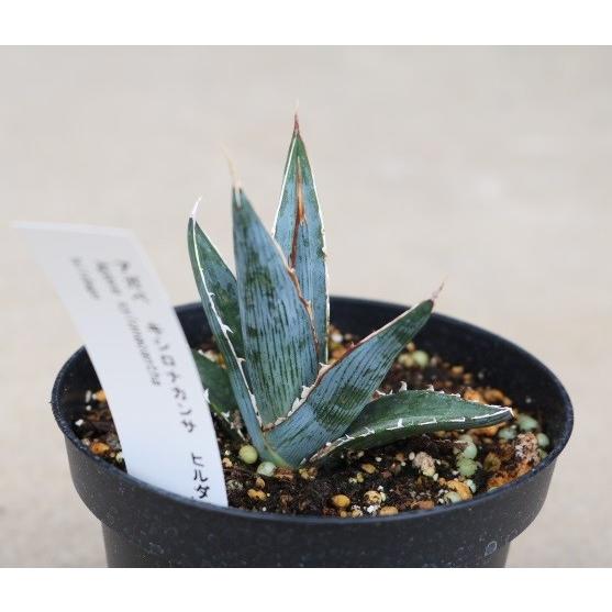 アガベ キシロナカンサ ヒルダゴ（Agave xylonacantha hildago