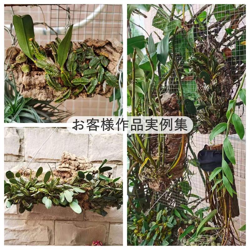 コルク樹皮　ビカクシダ　観葉植物　爬虫類　等 B338 ポルトガル産 厚め コルク樹皮 コルク板 バージンコルク 送料無料