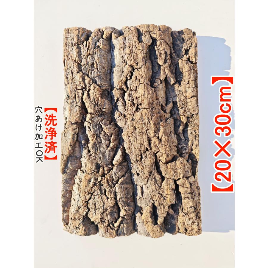 c1168 20×30cm コルク樹皮 コルク板 送料/穴あけ無料 チランジア