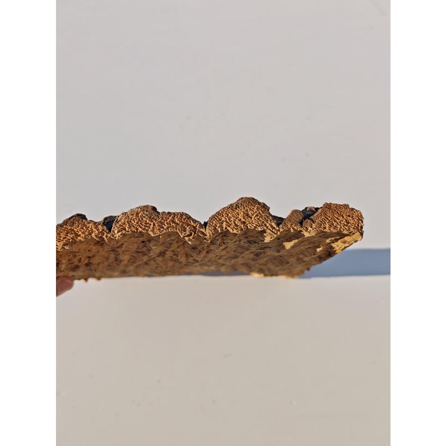 【週末価格】コルク版5枚セット　ビカクシダ、爬虫類 c1168 20×30cm コルク樹皮 コルク板 送料/穴あけ無料 チランジア
