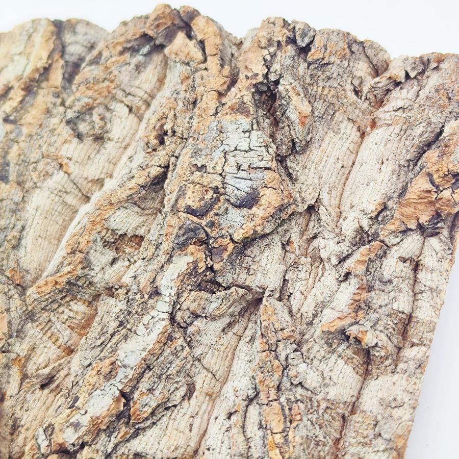 1枚 20×50cm コルク樹皮 コルク板 バージンコルク 送料無料 穴あけ加工