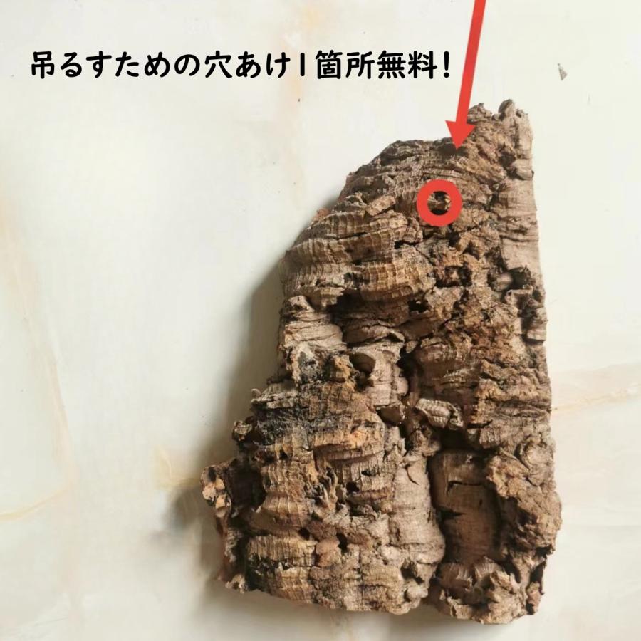 大人気！ お任せ 15×20cm 洗浄済 コルク樹皮 コルク板 バージンコルク