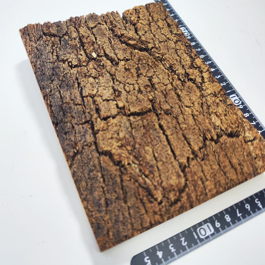 CB709 ポルトガル産 15×20cm コルク樹皮 バージンコルク チランジア
