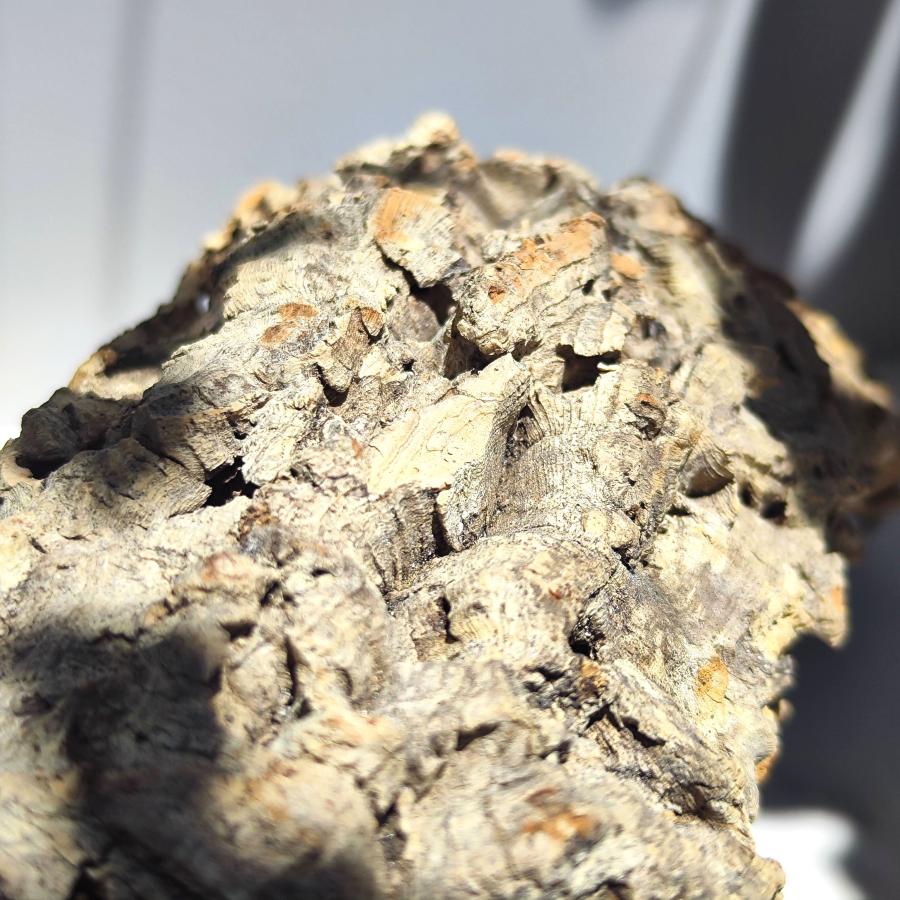 C051 ポルトガル産 コルク樹皮 キャノンコルク バージンコルク 送料