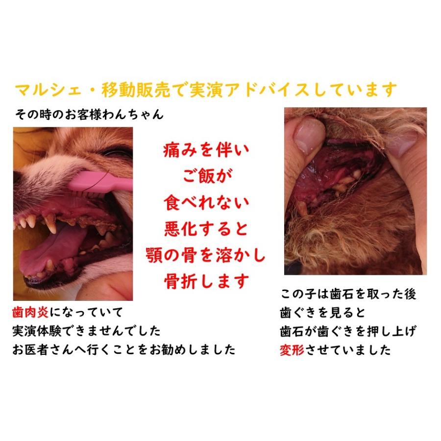 犬 猫 ペット 歯石除去 アルマダイアモンド 30ml 1本 歯石とり 口臭ケア グッズ 自宅 歯磨き 用品　爆買 |  | 13
