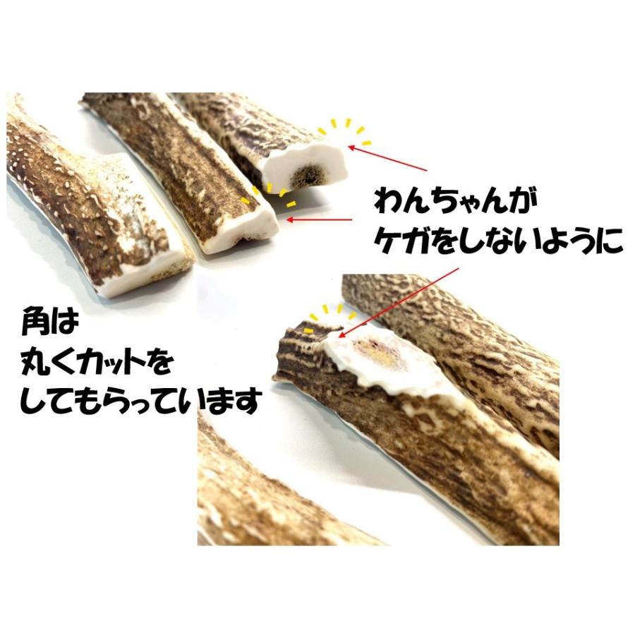 最終値下げ 約4.7kg 鹿の角 １０本セット 鹿の角ドリンク ゴールド10本セット鹿茸 腎 腎虚 鹿 鹿の角 滋養
