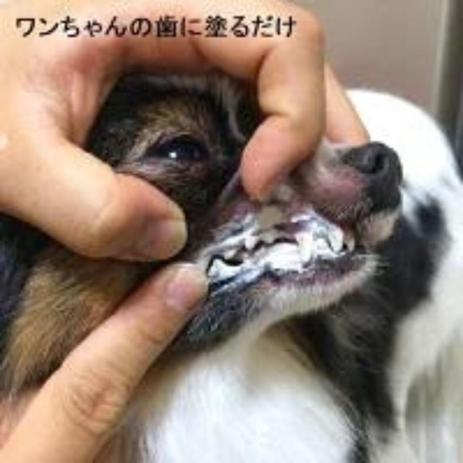 犬 猫 歯石ケア 歯磨きジェル ダイアモンド（30ml）プッシャー セット