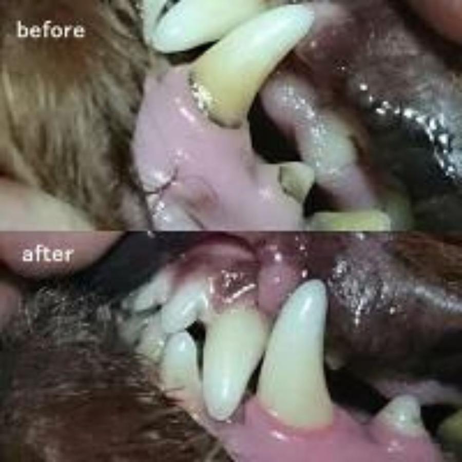 犬 猫 歯石取り 歯石除去 歯磨きスターターキット１個 ネイルプッシャ