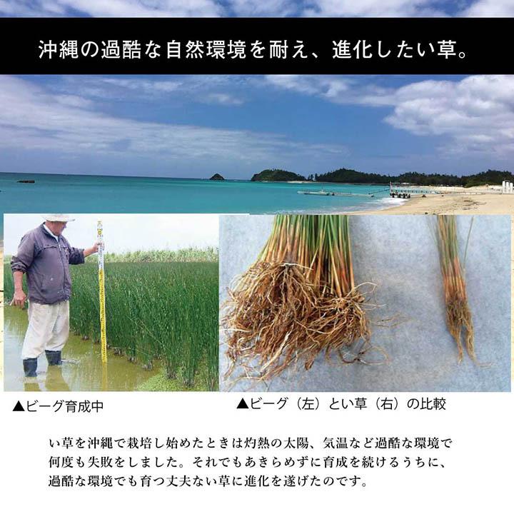 日本製 国産 純国産 沖縄ビーグ ラグ い草 約130×200cm (裏:不織布）_7