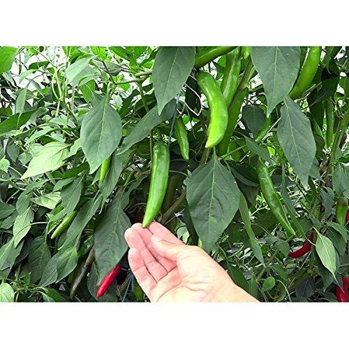 韓国産 青唐辛子 辛口 激辛 生とうがらし 0g 直営店に限定