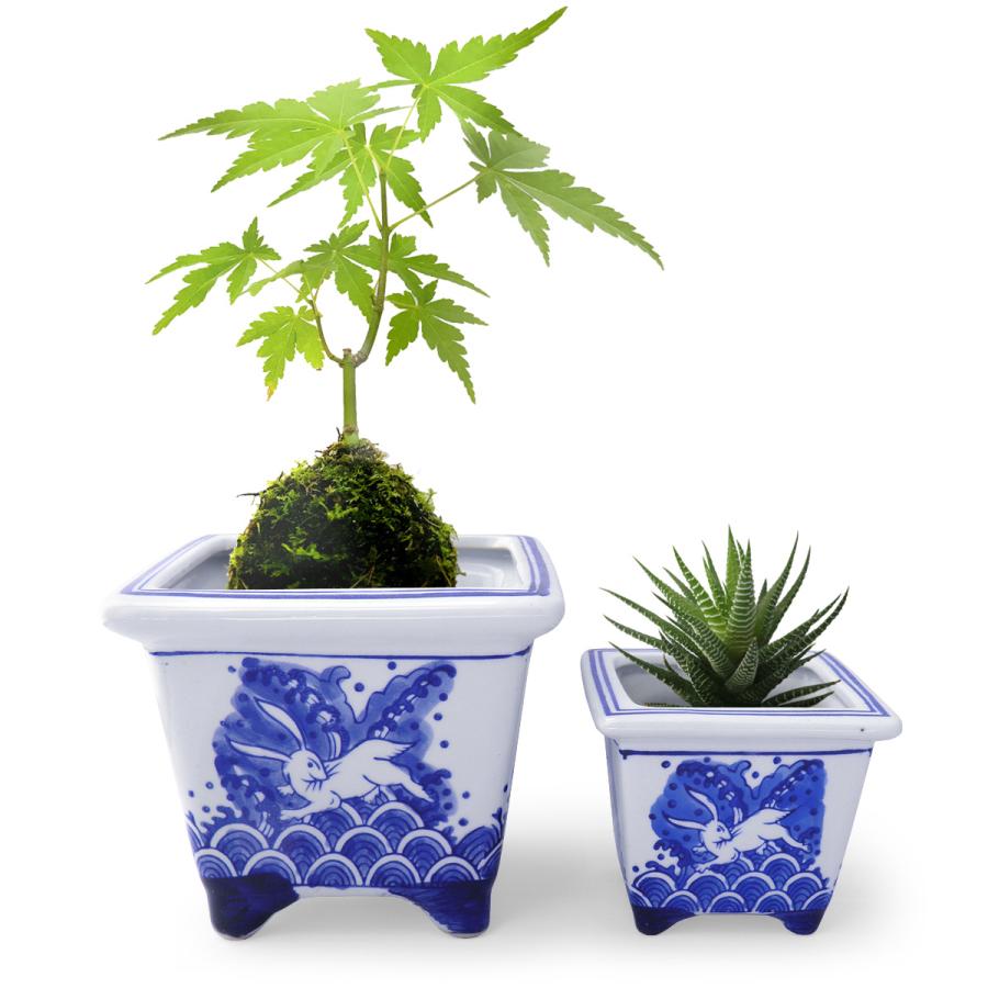 植木鉢 陶器 2点セット 和風 角鉢 正方鉢 脚付 和モダン(波うさぎ)盆栽  