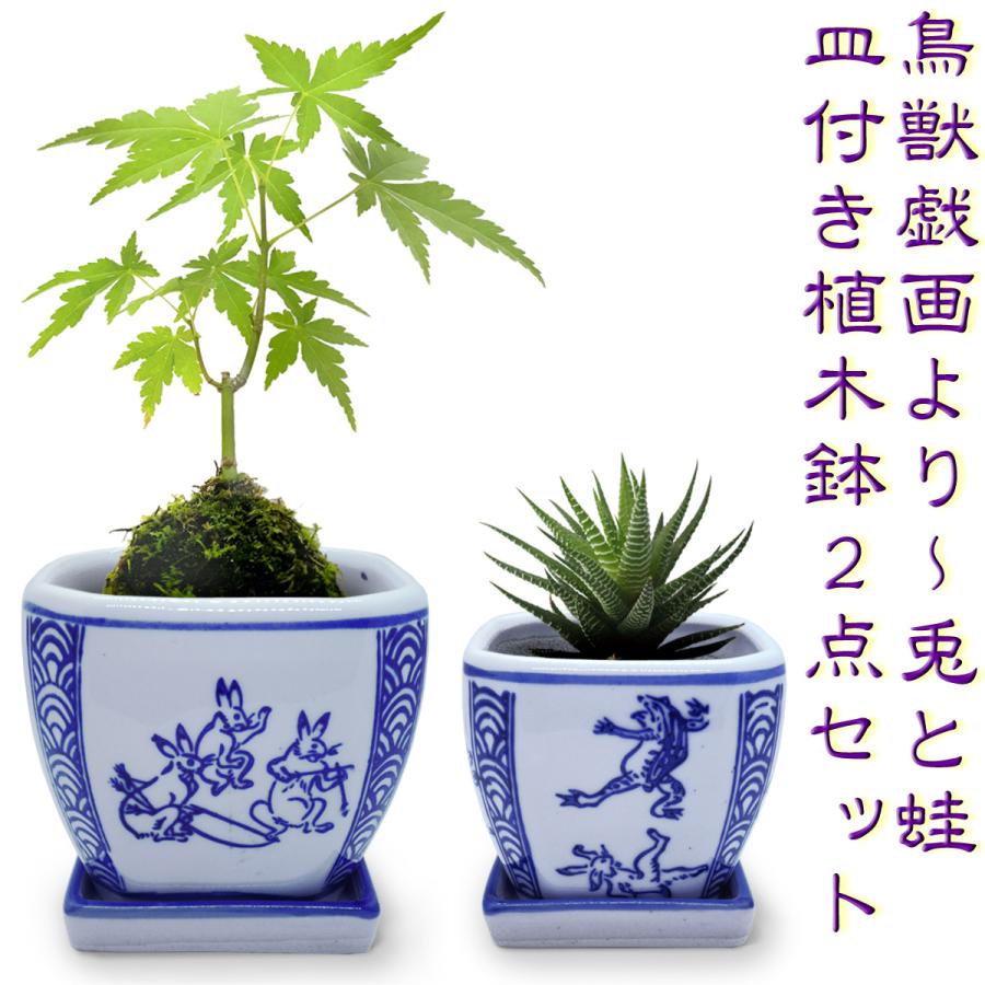 植木鉢 陶器 2点セット 和風 おしゃれ 皿付き 角鉢(鳥獣戯画)盆栽 蘭鉢
