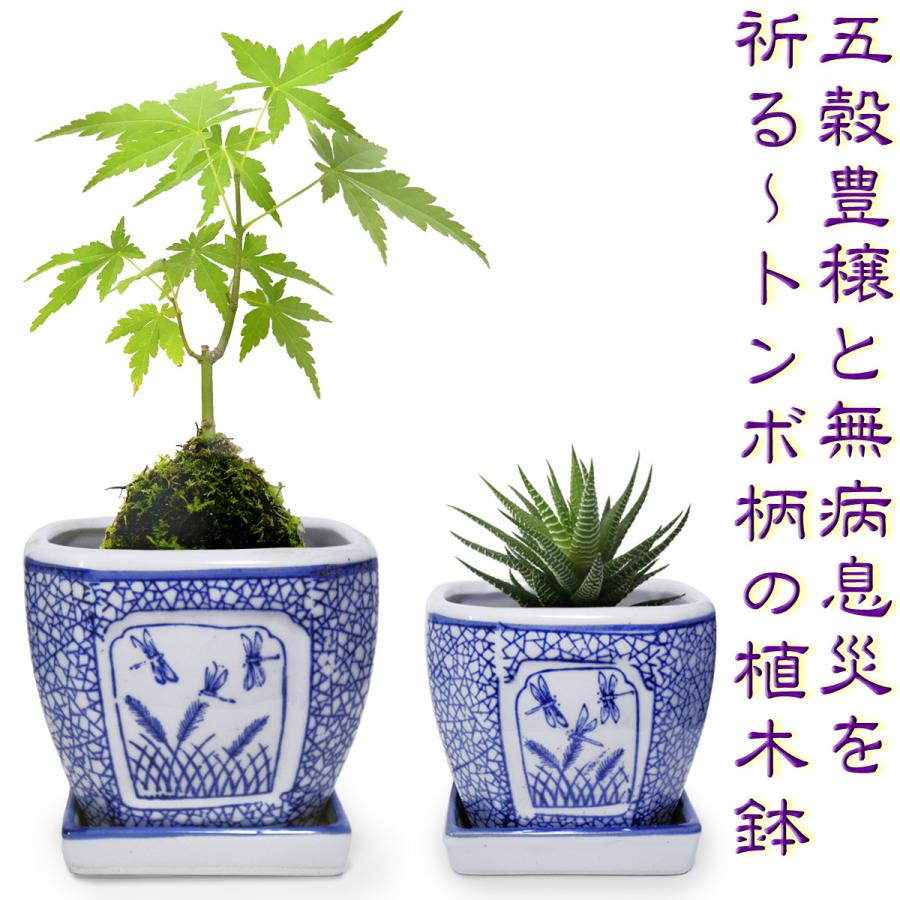 蘭鉢　盆栽鉢　植木鉢　陶芸　園芸　盆栽　ガーデニング 植木鉢 陶器 2点セット 和風 おしゃれ 皿付き 角鉢(トンボ 氷裂文)盆栽