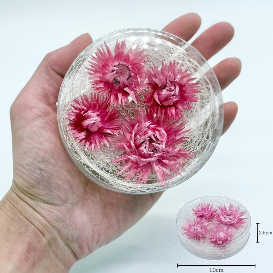 ハーバリウム 花材 デイジー ブリザーブドフラワー 中身が見えるクリア