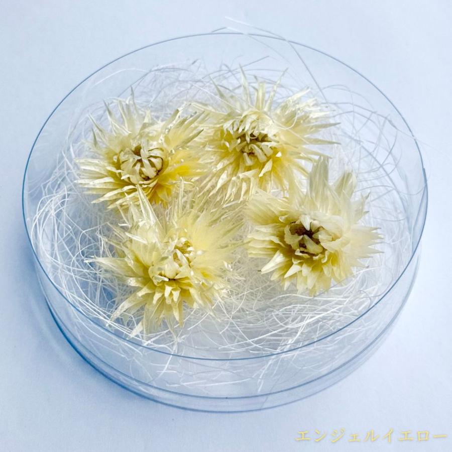 ハーバリウム 花材 デイジー ブリザーブドフラワー 中身が見えるクリア