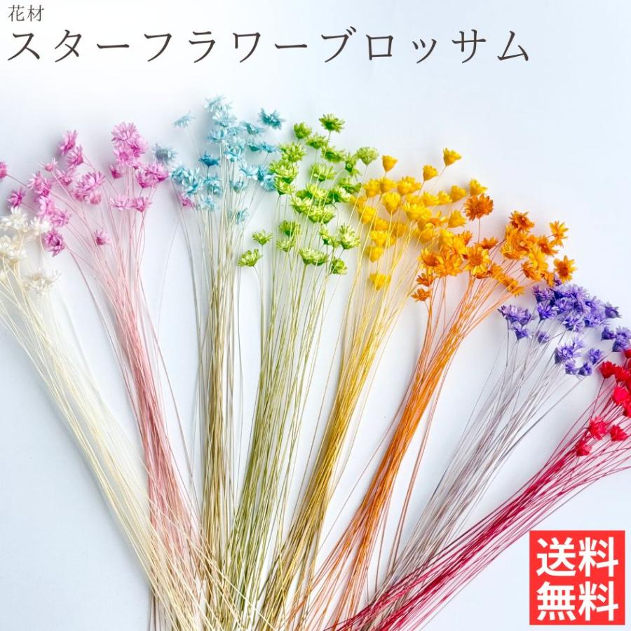 ハーバリウム 花材 スターフラワーブロッサム ブリザーブドフラワー