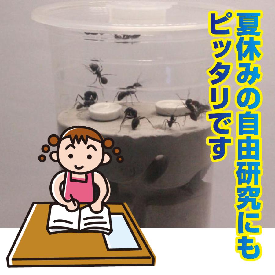 感謝価格 アリの巣 観察キット 蟻 飼育ケース 子供 自由研究 円柱 新色