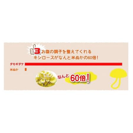 予約販売 2026年9月末入荷】たもぎたけ タモギタケ 黄金たもぎ茸