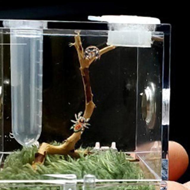 ペット用の透明な容器,魚を捕まえるためのアクリル製の穴のある餌箱,Splizardgeckos用｜cyukusou｜15