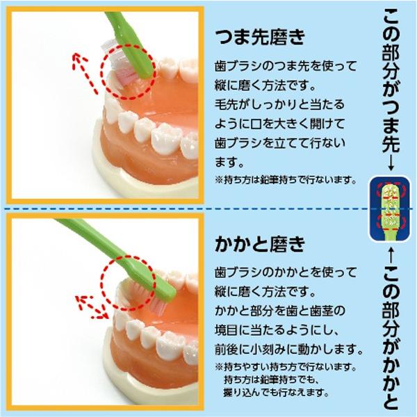 歯ブラシ Ci PRO PLUS Mふつう 50本入り