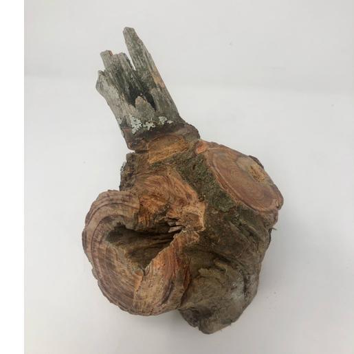 現品限り】皮付きファットウッド（760g）どれだけ松ヤニが詰まって