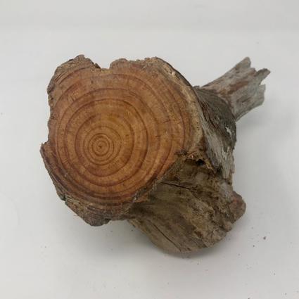 現品限り】皮付きファットウッド（760g）どれだけ松ヤニが詰まって