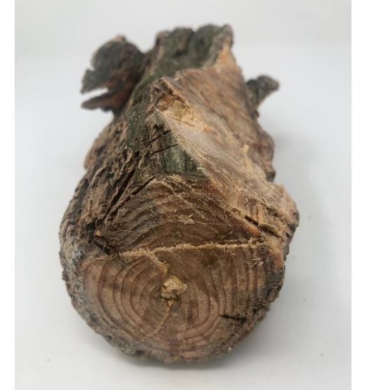 現品限り】皮付きファットウッド（870g） どれだけ松ヤニが詰まって