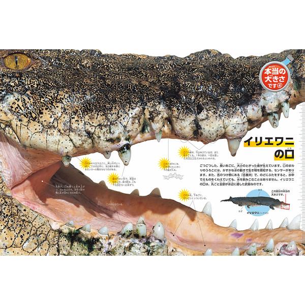 学研の図鑑LIVE新版 昆虫・危険生物・恐竜3冊セット 8881163900の画像